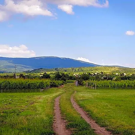Dominium Pincészet és Panzió